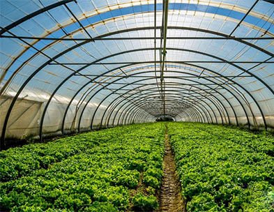 夏季悶棚7大注意事項