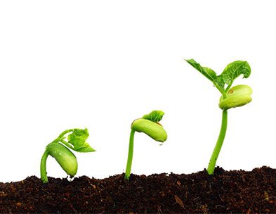 土壤有機質(zhì)