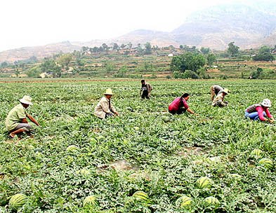 海藻酸、甲殼素、腐植酸、魚蛋白